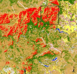 Drone botanical invasive species identification